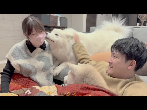 我が子誕生まであと一週間、全力で嫁ちゃんを励まし見守る柴犬とサモエド サムネイル