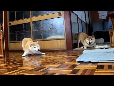 2026年8月3日(月) 朝からドタバタ元気いっぱいにタップダンスなモモ家の皆さん サムネイル