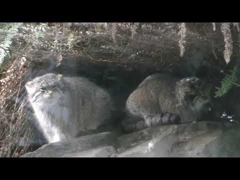 アズちゃん　オトちゃん　親子　マヌルネコ　神戸どうぶつ王国　2025年12月28日　00046 サムネイル