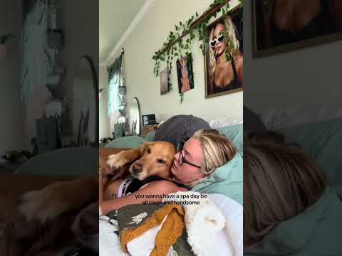 coming home to my golden retriever🥵 goldenretreiver dog ind… サムネイル
