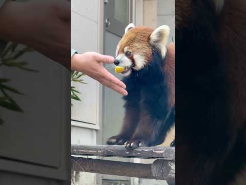 shorts メイタちゃんの「動物の食事時間」(動物ガイド) レッサーパンダ　千葉市動物公園にて　2026年2月23日 サムネイル