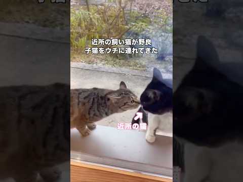 喧嘩という喧嘩で向かうところ敵なしの近所の飼い猫が野良子猫を連れてきた 野良猫 子猫 保護猫 shorts サムネイル