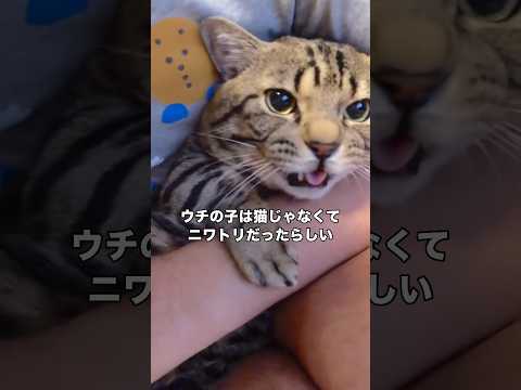 猫を飼ってるのかと思ったらニワトリだったみたいです 猫 キジトラ ミックス猫 shorts サムネイル