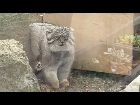 オリーヴァ ここから見えるヨ！っと教えてくれてそうなロータスくん　マヌルネコ　埼玉県こども動物自然公園にて　2026年… サムネイル