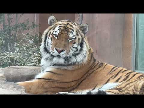 令くん☺️  アムールトラ　那須どうぶつ王国にて　2026年3月29日 サムネイル