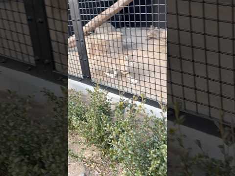 shorts ジウちゃん❣️ スナネコ　ごかつら池どうぶつパーク　2026年1月24日 サムネイル