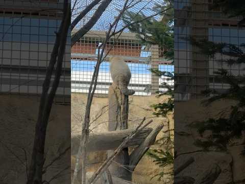 shorts 強風に驚いたナゴムくん　マヌルネコ　那須どうぶつ王国　2026年1月11日 サムネイル