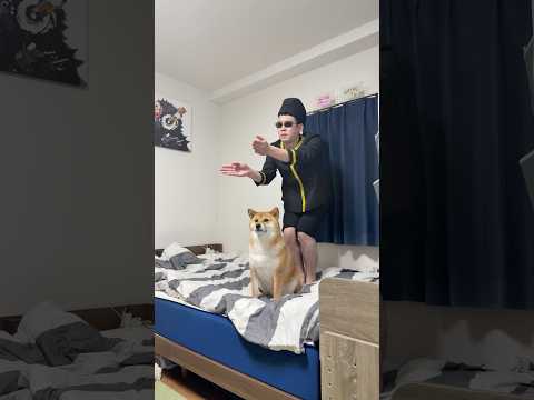 流行ってるやつ　柴犬 サカナクション 夜の踊り子 shorts