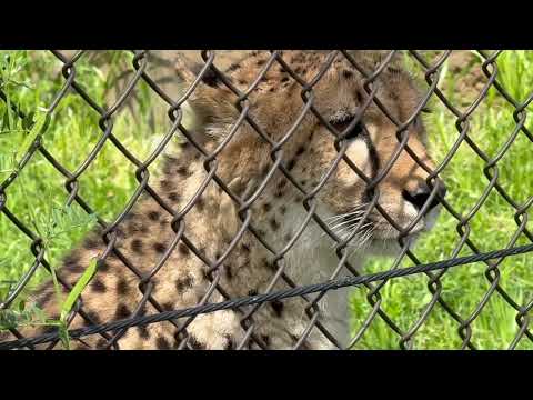 まつ毛が長くて可愛いアジャブさん チーター 千葉市動物公園にて 2026年4月19日