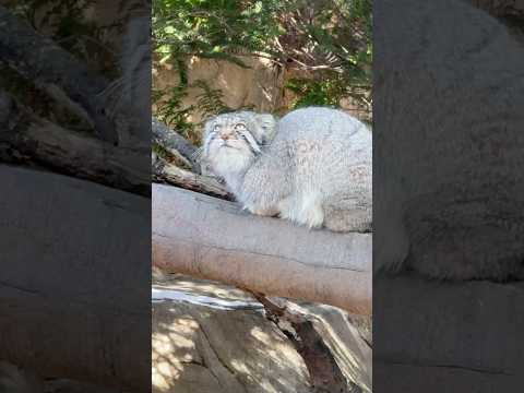 shorts 上には何が？　ナゴムくん　マヌルネコ　那須どうぶつ王国　2026年1月4日 サムネイル