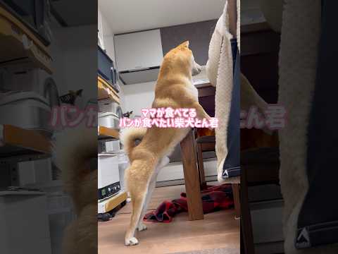 柴犬とん君の懇願する顔が、これまた、可愛すぎる　柴犬　柴犬とん サムネイル
