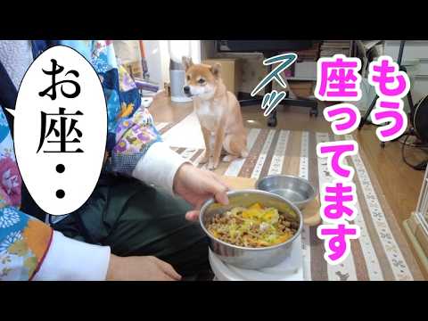 【もう言えない】ご馳走の時は先回りしてお座り！柴犬小夏　ASMR 　後編まったりギター サムネイル