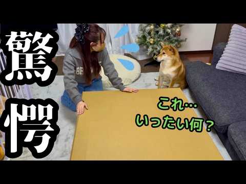 【想定外】柴犬達にあるプレゼントを買ったら、とんでもなく大きな箱が届きました サムネイル