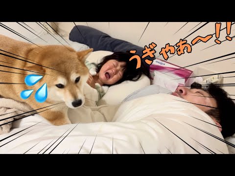 【柴犬日課】モーニングサービスで起こった悲劇から学びを得た柴犬 サムネイル