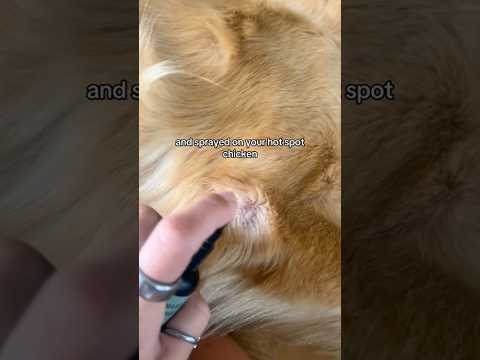 coming home to my golden retriever🥵goldenretreivers dog pup… サムネイル