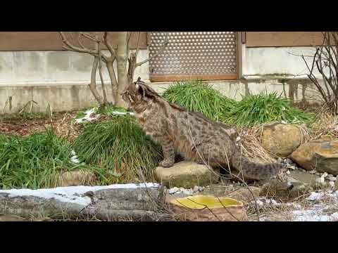 かりおくん　ツシマヤマヤマネコ　那須どうぶつ王国にて　2026年1月4日 サムネイル