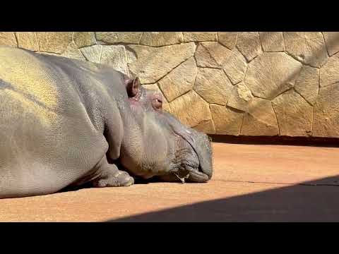 二代目福子さんは〜〜日向ぼっこ中〜😊　カバ　東山動植物園にて　2026年3月14日 サムネイル
