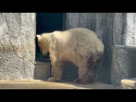お部屋に また一歩 また一歩‥ 10:31 頃のバフィンさん　   ホッキョクグマ　浜松市動物園にて　2026年3月1… サムネイル