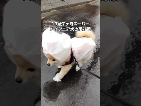 飼い主が一生懸命こしらえたビニール袋カッパでお散歩するスーパーハイシニア犬 ハイシニア犬 老犬 ポメラニアン shor… サムネイル