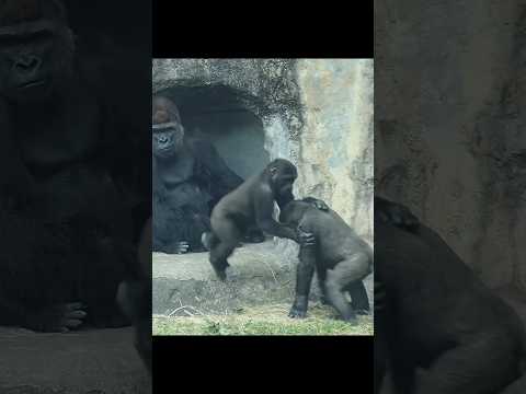 Ringo按著Jabali的肩跳下來,對他拍胸 #gorilla #gorillatag #taipeizoo #台北… サムネイル