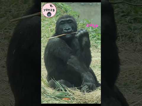 金剛猩猩版男禰豆子🤣太可愛啦 gorilla gorillatag かまど ねずこ taipeizoo 台北市立動物園 サムネイル