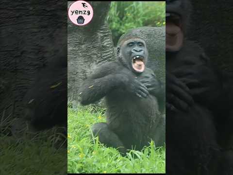 Jabali happy chest beating🤣 gorilla taipeizoo 金剛猩猩 台北市立動物園… サムネイル
