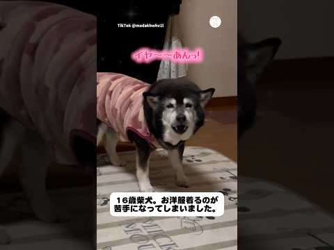 16歳柴犬。洋服を着ると様子が変わった　柴犬　黒柴　老犬 犬　かわいい犬 サムネイル