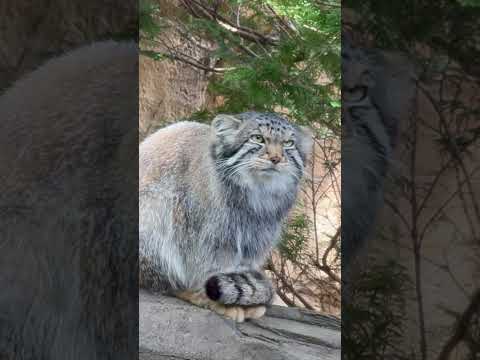 shorts シッポで足を隠す❣️ナゴムくん　マヌルネコ　那須どうぶつ王国　2026年5月6日 サムネイル