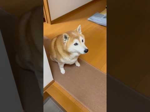 柴犬福 姉の話を舐めた表情で聞いてない柴犬🤣Sis and Shiba🤣姉と柴 shorts japanesedog… サムネイル