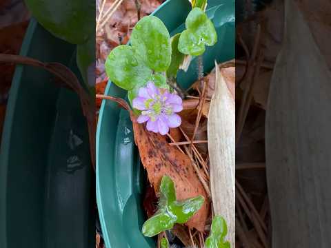 2026年4月10日 サムネイル