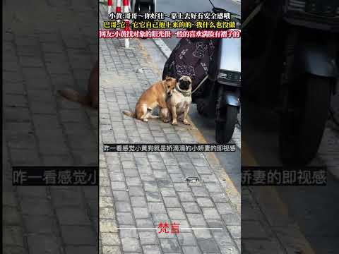 狗狗都會撒嬌我不會 意外 有趣 狗狗 萌寵 dog amazing funny pets shorts サムネイル