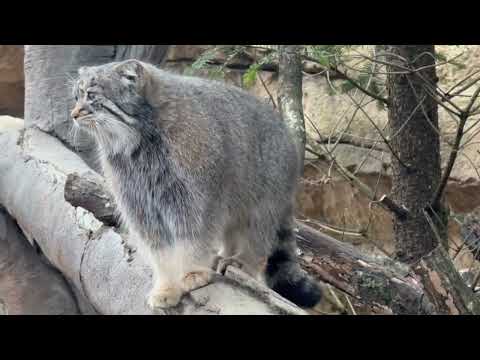 アブちゃんの身軽さに皆んなビックリ☺️ マヌルネコ　那須どうぶつ王国にて　2026年3月27日 サムネイル