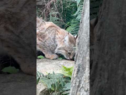 shorts ボブキャットのソラちゃん　王子動物園 サムネイル