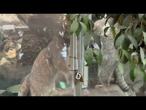 娘 オトちゃんにトレーニングを促すナルくん🤭⁈  マヌルネコ　神戸どうぶつ王国にて　2025年12月26日 サムネイル