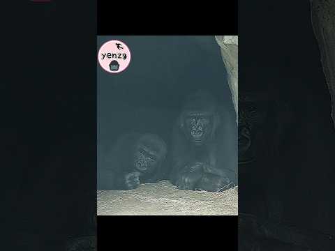 hilarious flash shadows🤣 gorilla gorillatag taipeizoo 金剛猩猩… サムネイル
