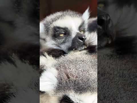 半目になっちゃう…東武動物公園動物ワオキツネザル癒しねむい サムネイル