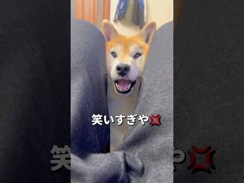 好きな子にイジワルしたくなる飼い主🐶💨柴犬 shibainu shorts