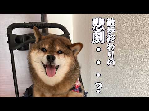 忙しかった散歩の最後に必要なアレが・・・ サムネイル