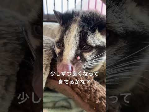 ハクちゃんのその後・・・。shorts ハクビシン 動物園 サムネイル