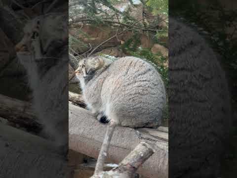 shorts 閉園時間が近づいて来ました〜ナゴムくんが待つのは飼育員さん？　マヌルネコ　那須どうぶつ王国にて　2026… サムネイル