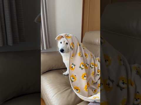 柴犬福 母に交渉する柴犬🤣Mother's boy🤣shorts japanesedog 柴犬 shibainu fu… サムネイル