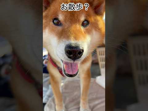 ’25.12.11 力丸のクリスマスシーズンが… 柴犬 shibainu 柴犬のいる暮らし 柴犬の日常 お散歩 カメラ… サムネイル