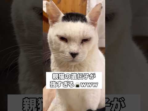 磯部海苔男の1枚海苔遺伝子が最強すぎるから最後まで見てほしい おにぎり猫 保護猫 shorts