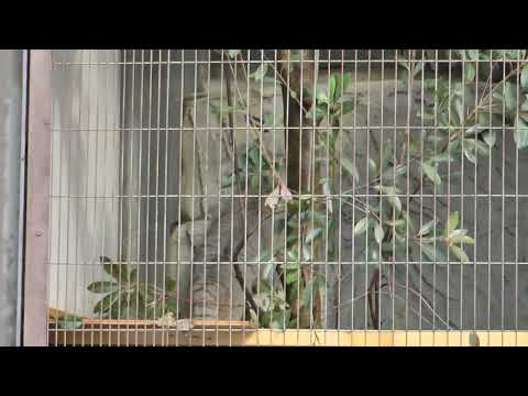 マヌルネコ3兄弟　東山動植物園　2025年12月14日  00003 サムネイル