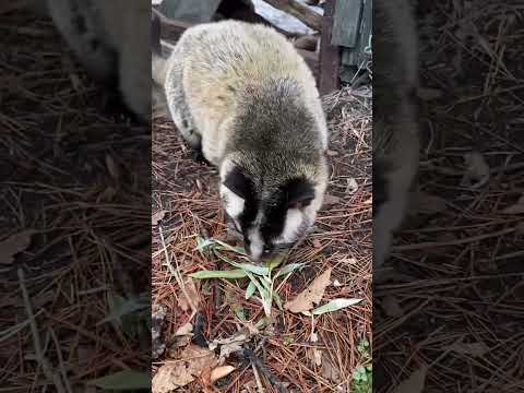 本日のハクちゃんはバナナよりもお散歩気分♪shorts ハクビシン 療養中 サムネイル