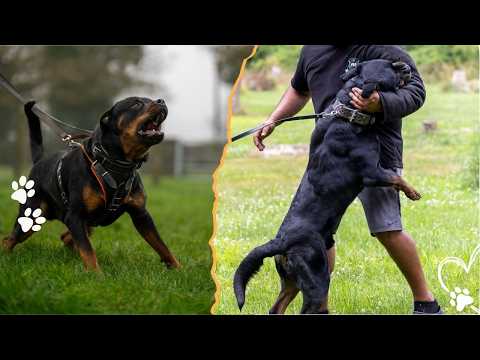 Top 4 Ways Rottweilers Change as They Grow Up サムネイル
