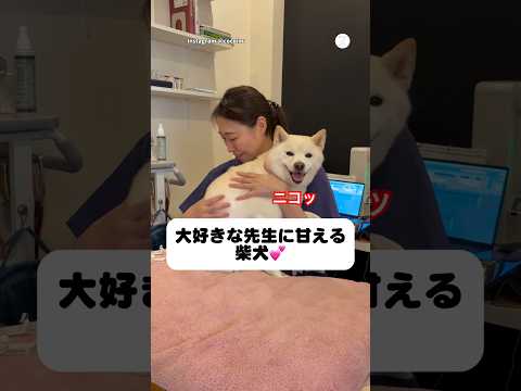 先生に甘えまくる柴犬が可愛い🥰　　白柴 柴犬　犬　かわいい犬 かわいい サムネイル
