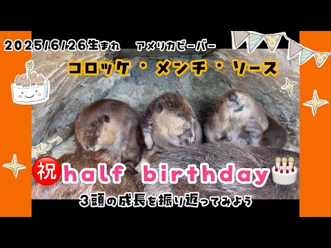 【HalfBirthday記念】2025/6/26生まれアメリカビーバー・コロッケ＆メンチ＆ソース　3頭の成長を振り返… サムネイル