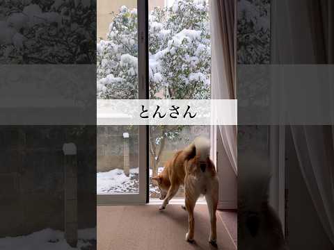 『とんの家から′26 成功』　柴犬　柴犬とん サムネイル