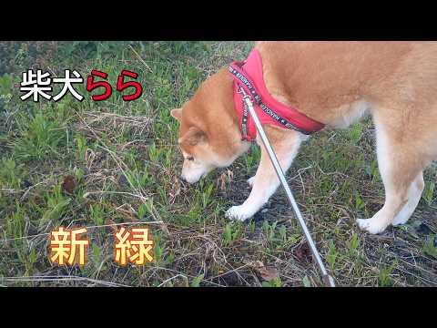 新緑 サムネイル